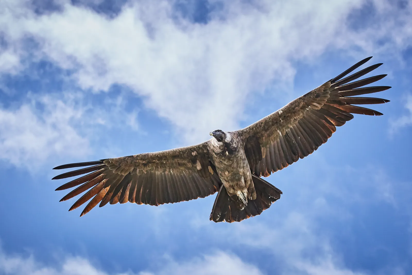 Cóndor andino en vuelo